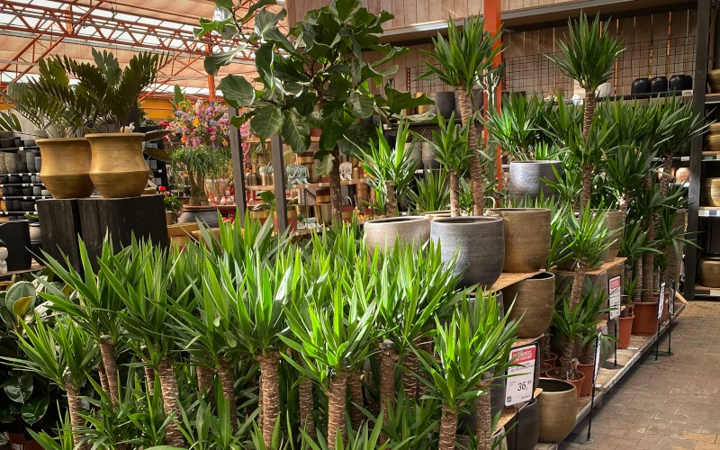 Ithaca Harmonie Vanaf daar Grote kamerplanten kopen in Amsterdam? - tuincentrum Osdorp :)