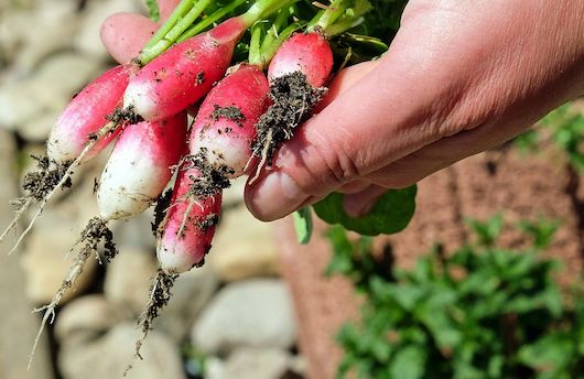 Aan de slag met je eigen moestuin - óók als je een balkon hebt Aan de slag met je eigen moestuin - óók als je een balkon hebt