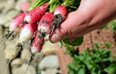 Bloemen in je moestuin? Ja! Tips tegen ongedierte