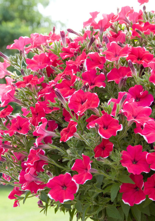 Bungalow schuintrekken reactie Top 10 zomerbloeiers: planten voor zon en schaduw