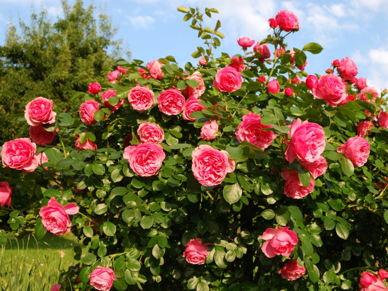 Instrument woordenboek Overredend Tips voor de mooiste rozen | Tuincentrum Osdorp