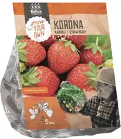 Aardbeiplant korona 5 stuks - afbeelding 1