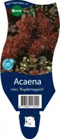 Acaena microphylla 'Kupferteppich' (Stekelnootje) kopen?