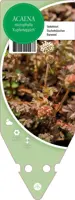 Acaena Microphylla (Stekelnootje) kopen?