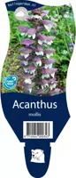 Acanthus mollis (Stekelige berenklauw) kopen?