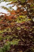 Acer (Esdoorn) kopen?