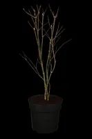 Acer palmatum 'Atropurpureum' (Japanse esdoorn 'Atropurpureum') kopen?