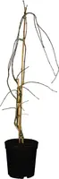 Acer palmatum 'Dissectum Garnet' (Japanse esdoorn 'Dissectum Garnet') kopen?