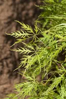 Acer palmatum 'Dissectum Viridis' (Japanse esdoorn 'Dissectum Viridis') kopen?