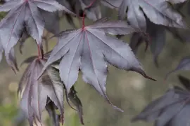 Acer palmatum 'Fireglow' (Japanse esdoorn 'Fireglow') kopen?