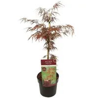 Acer palmatum 'Garnet' (Japanse esdoorn) 45cm kopen?