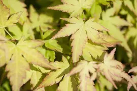 Acer palmatum 'Katsura' (Japanse esdoorn 'Katsura') kopen?