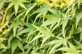 Acer palmatum 'Ryusen' (Japanse esdoorn 'Ryusen') kopen?