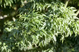 Acer palmatum 'Shishigashira' (Japanse esdoorn 'Shishigashira') kopen?