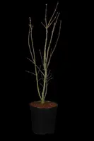 Acer palmatum 'Skeeter´s Broom' (Japanse esdoorn 'Skeeter´s Broom') kopen?