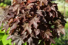 Acer platanoides 'Crimson Sentry' (Noorse esdoorn 'Crimson Sentry') kopen?