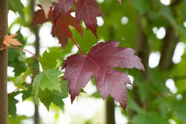 Acer platanoides 'Royal Red' (Noorse esdoorn 'Royal Red') kopen?