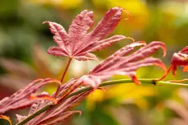Acer shirasawanum 'Moonrise' (Japanse Esdoorn 'Moonrise') kopen?