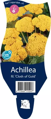 Achillea filipendulina 'Cloth of Gold' (Duizendblad) - afbeelding 1