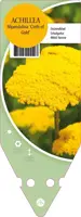 Achillea Filipendulina Cloth Of Gold (Duizendblad) kopen?