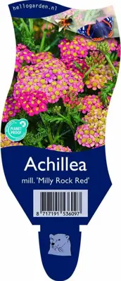 Achillea millefolium 'Milly Rock Red' (Duizendblad) - afbeelding 1