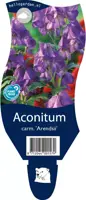 Aconitum carmichaelii 'Arendsii' (Monnikskap) kopen?