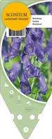 Aconitum Carmichaelii Arendsii (Monnikskap) kopen?