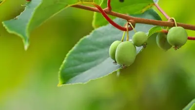 Actinidia arguta 'Issai' (Mini-kiwi) fruitplant 65cm - afbeelding 4