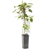 Actinidia arguta 'Weikii' (Mini-kiwi) fruitplant 60cm kopen?