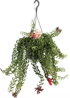 Aeschynanthus twister (Schaamrood, Lipstickplant) 25cm - afbeelding 1