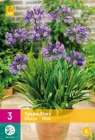 Agapanthus blauw 3 stuks - afbeelding 1