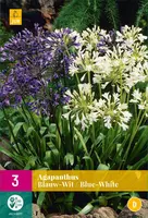 Agapanthus blauw-wit 3 stuks - afbeelding 1