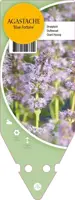 Agastache Hybr. Blue Fortune (Dropplant) kopen?