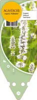 Agastache Rugosa Alabaster (Dropplant) kopen?