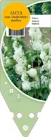 Alcea Rosea Double White (Stokroos) kopen?