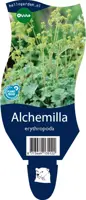 Alchemilla erythropoda (Vrouwenmantel) kopen?