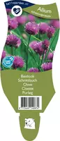 Allium schoenoprasum (Bieslook) - afbeelding 1