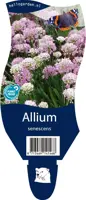 Allium senescens (Sierui) kopen?