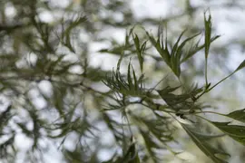 Alnus glutinosa 'Imperialis' (Zwarte els 'Imperialis') kopen?