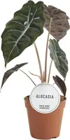 Alocasia chantrieri (Olifantsoor) 30cm kopen?