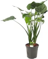 Alocasia cucullata (Olifantsoor) 80 cm kopen?