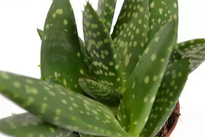 Aloe paradisicum (Aloe Vera) 15cm - afbeelding 2