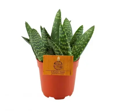 Aloe paradisicum (Aloe Vera) 15cm - afbeelding 1