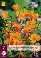 Alstroemeria orange king 2 stuks - afbeelding 1