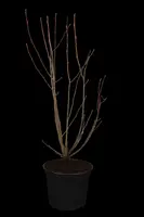 Amelanchier lamarckii (Amerikaans krentenboompje) kopen?