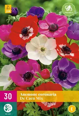 Anemone de caen mix 30st - afbeelding 2