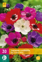 Anemone de caen mix 30st - afbeelding 1