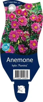 Anemone hybrida 'Pamina' (Japanse anemoon) - afbeelding 1