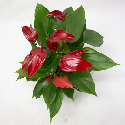 Anthurium Banderola Lava (Flamingoplant) 45cm - afbeelding 2