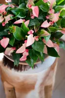 Anthurium 'Karma Hotlips' (Flamingoplant) 25cm - afbeelding 3